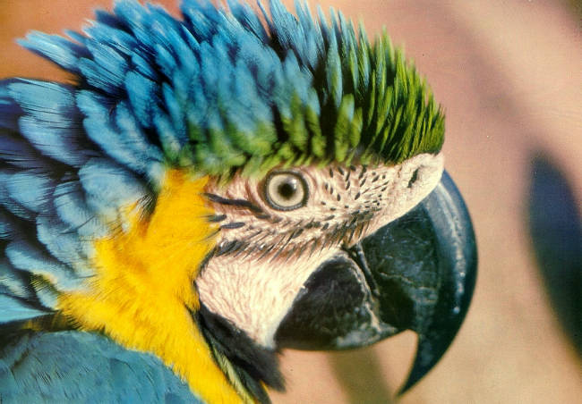 macaw4.jpg