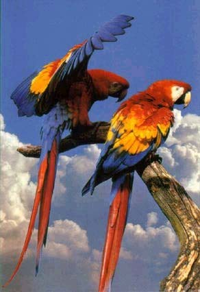 macaws.jpg