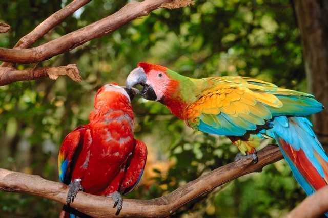 macaws11.jpg