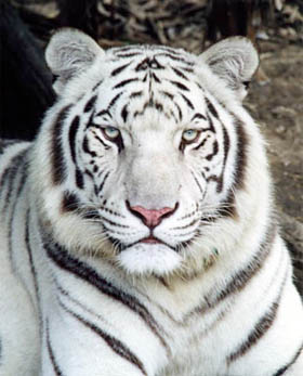 white_tiger.jpg